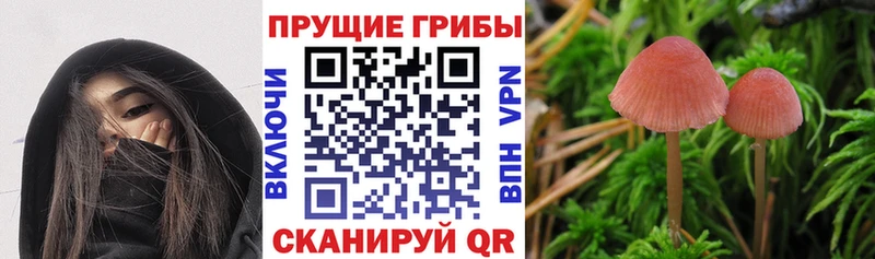 Псилоцибиновые грибы ЛСД Волгодонск